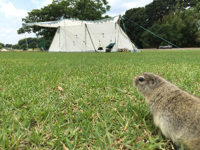 メガパンダが我が家にやってきた！